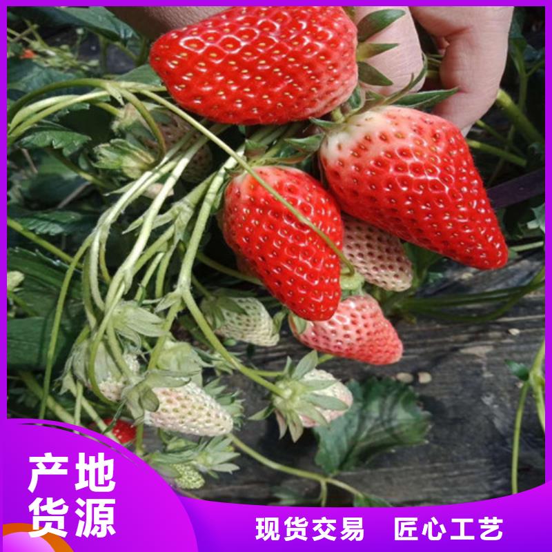 【草莓苗】梨树苗基地精品优选