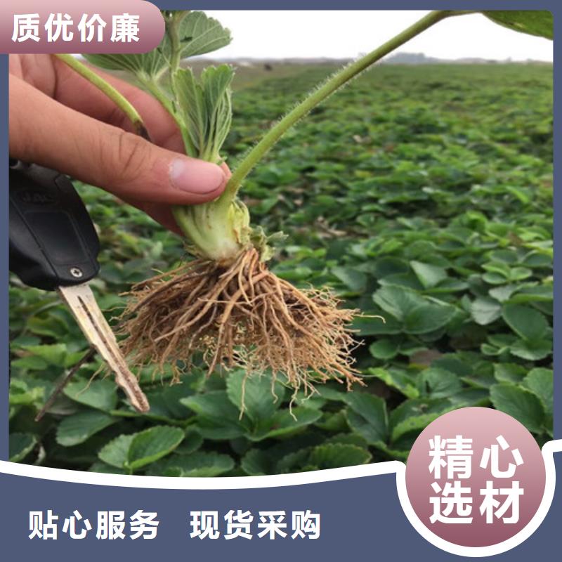 【草莓苗,果树苗工艺层层把关】