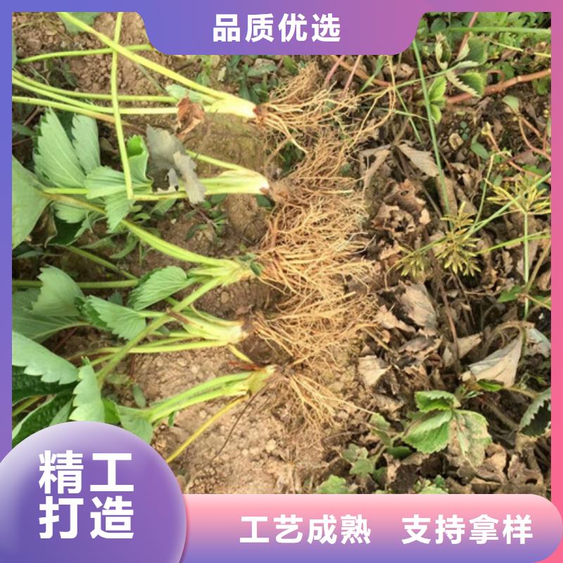 草莓苗【艾琳娜西梅树苗】出货及时