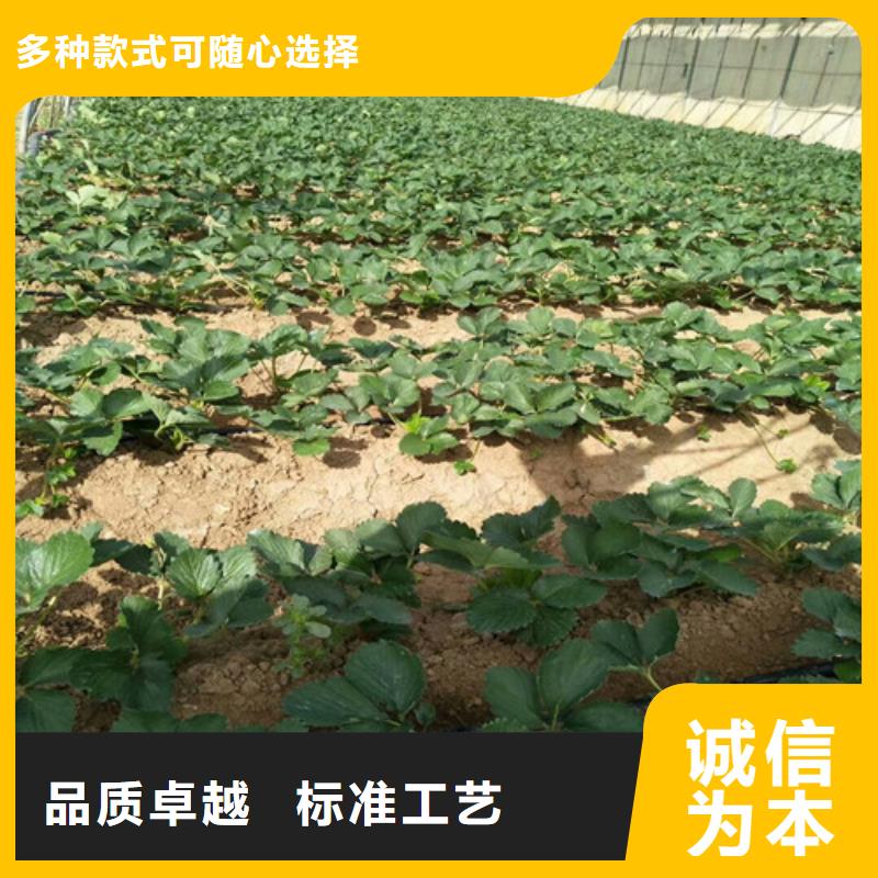 【草莓苗】_红颜草莓优质原料