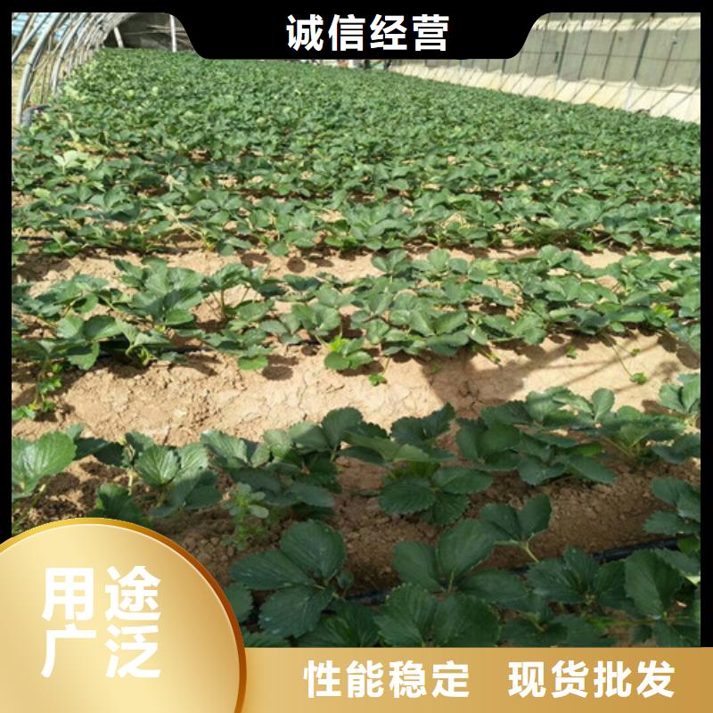 草莓苗_樱桃苗基地用心做好每一件产品