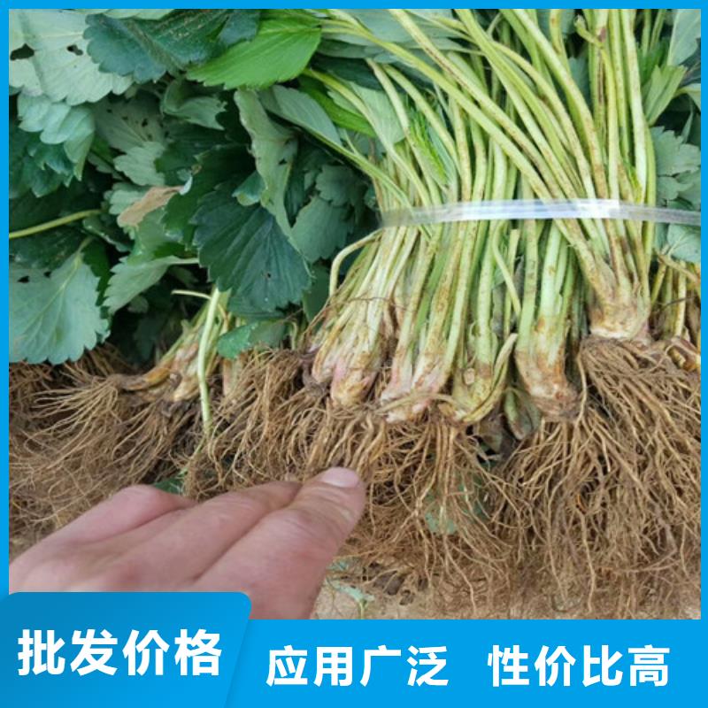 草莓苗 草莓苗价格支持非标定制