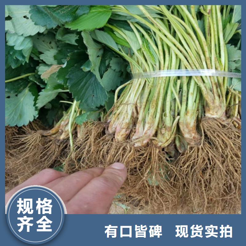 草莓苗_大棚草莓苗源头厂家量大价优