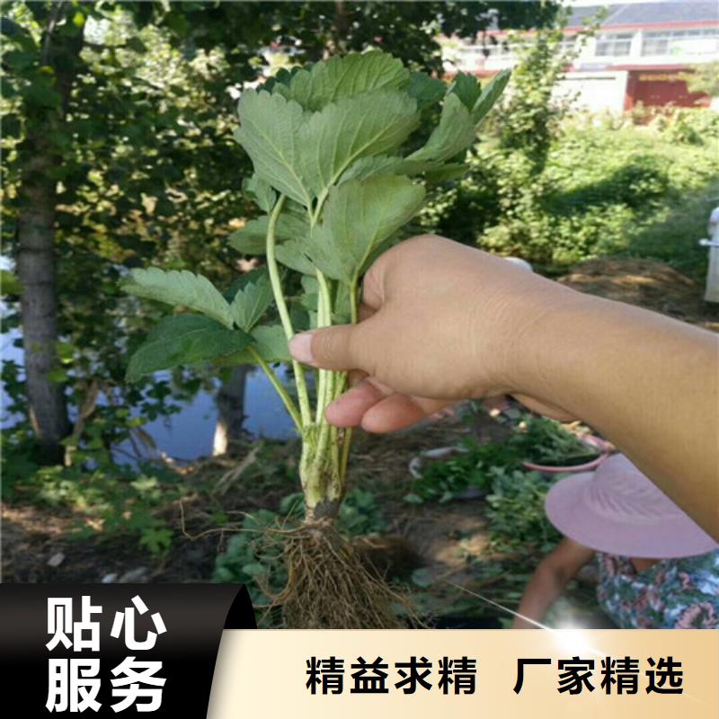 【草莓苗】苹果苗厂家直销