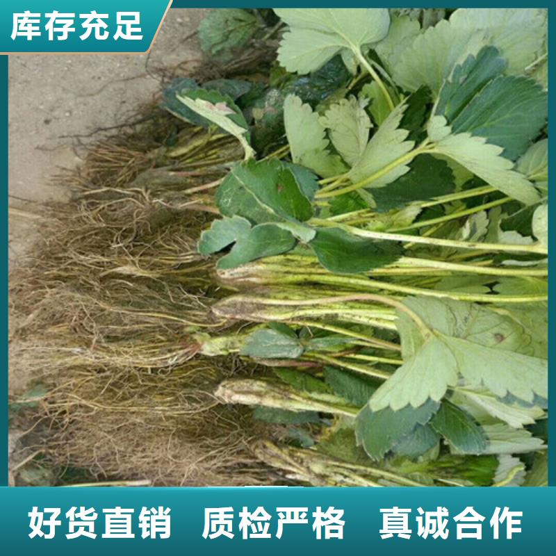 【草莓苗黑珍珠草莓苗助您降低采购成本】