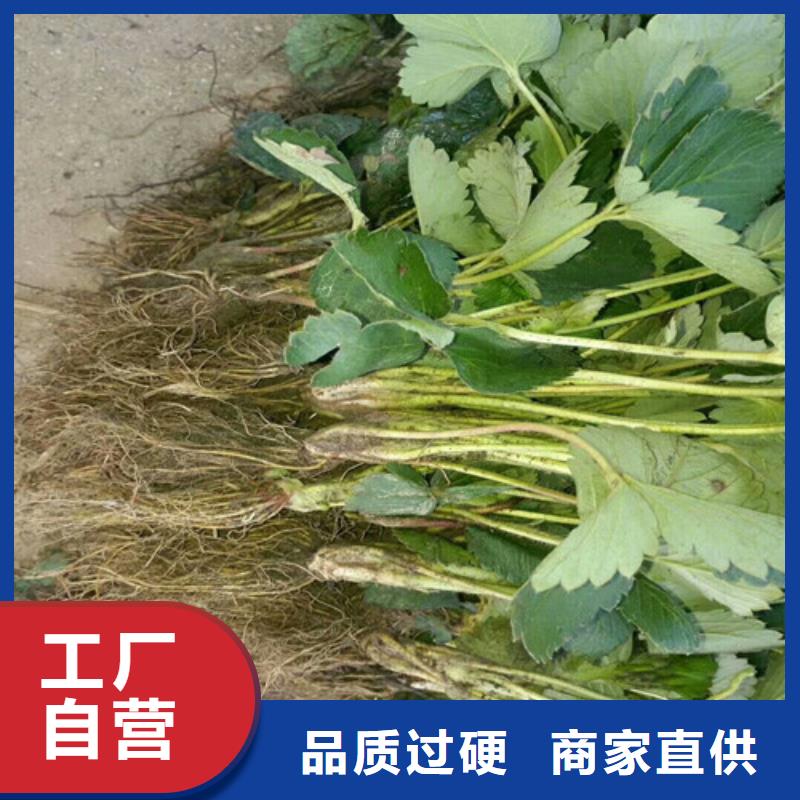 草莓苗油桃树苗海量库存