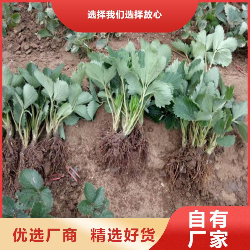 草莓苗_【大棚草莓苗】用的放心