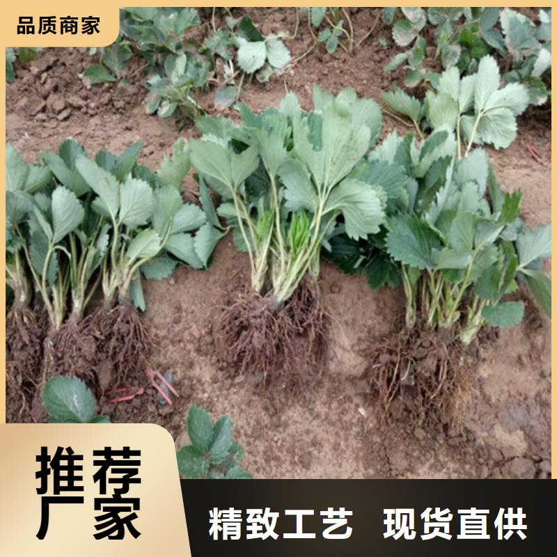 草莓苗果树苗敢与同行比价格