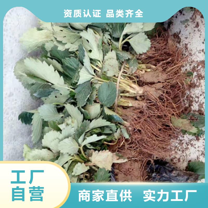 草莓苗蟠枣树苗一站式采购方便省心