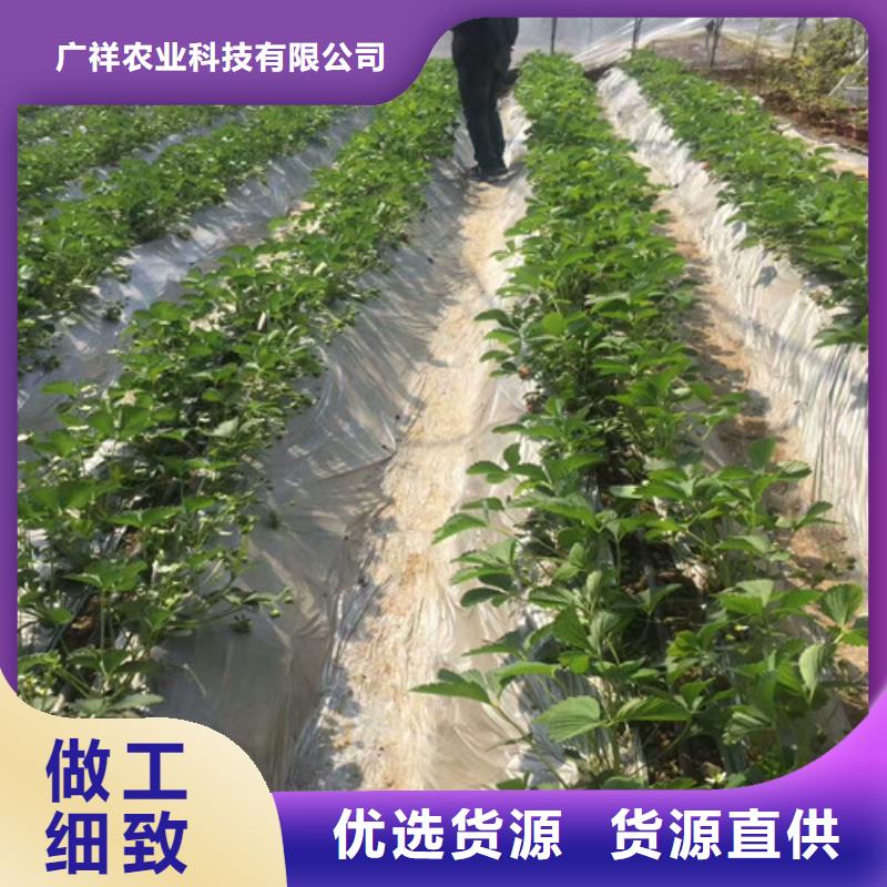 【草莓苗】艾琳娜西梅树苗价格实在