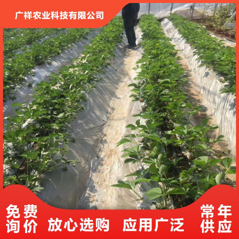 草莓苗果树苗批发基地一周内发货