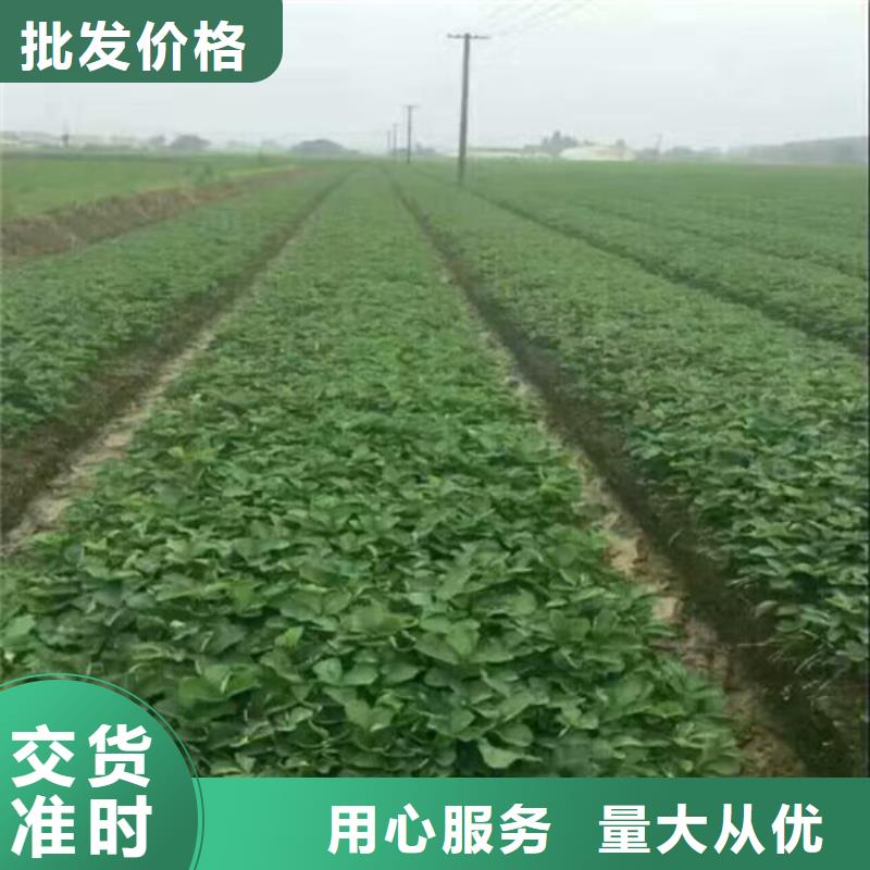 【草莓苗 草莓苗价格源头厂家供应】