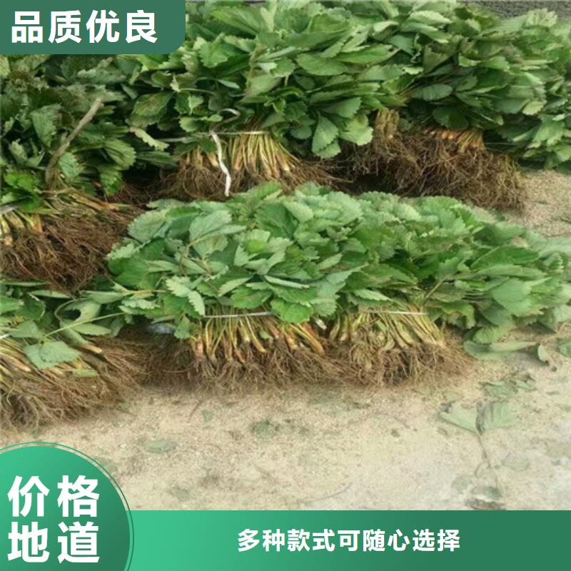 【草莓苗】梨树苗基地实体诚信经营