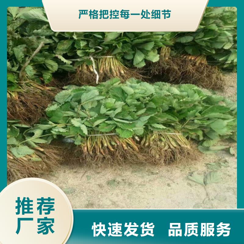 草莓苗莫妮卡西梅树苗24小时下单发货