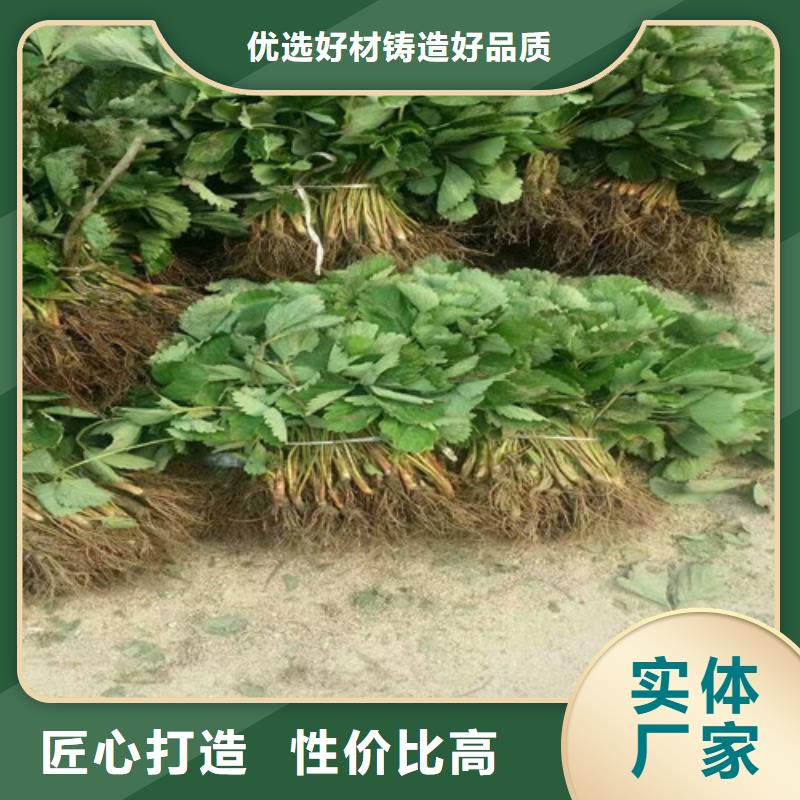 草莓苗【胭脂脆桃树苗】一站式采购商家