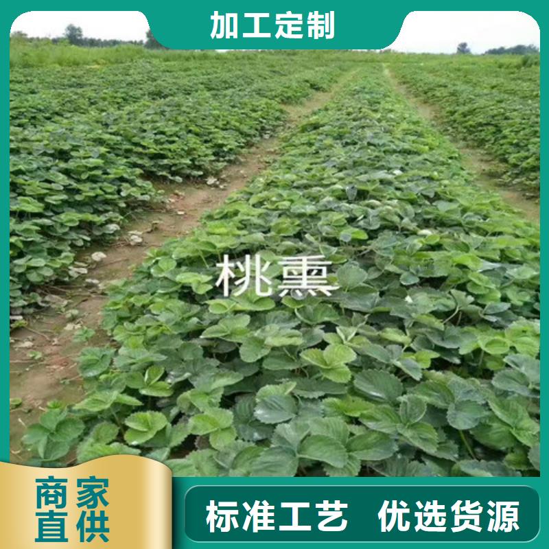 草莓苗_大棚草莓苗源头厂家量大价优