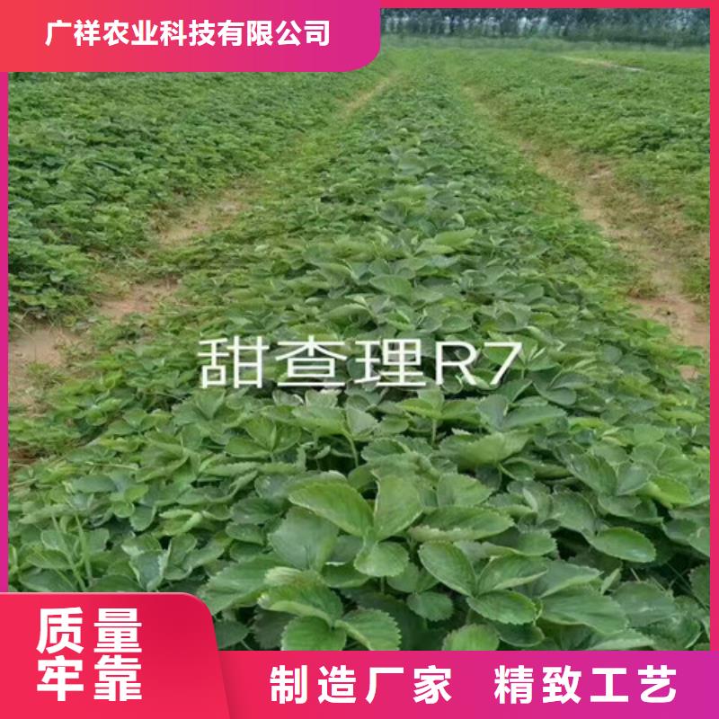 【草莓苗苹果苗源头厂家供应】