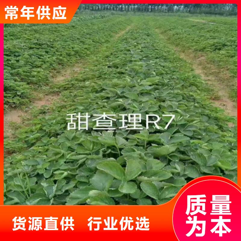 草莓苗蓝莓苗选择我们选择放心