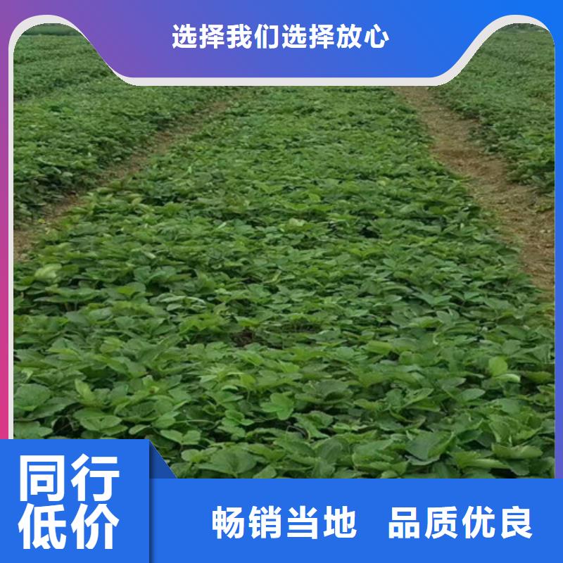 【草莓苗_青苹果树苗细节之处更加用心】