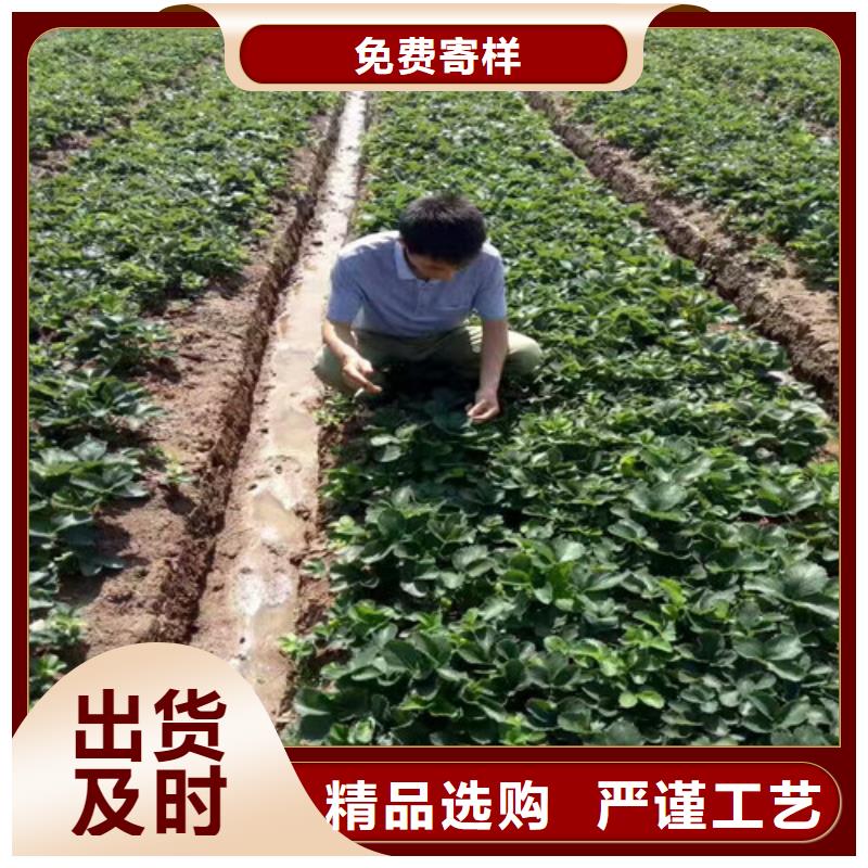 【草莓苗黑珍珠草莓苗助您降低采购成本】