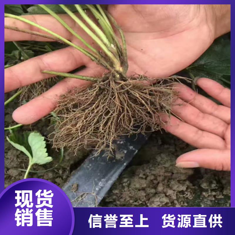 草莓苗黄桃树苗研发生产销售