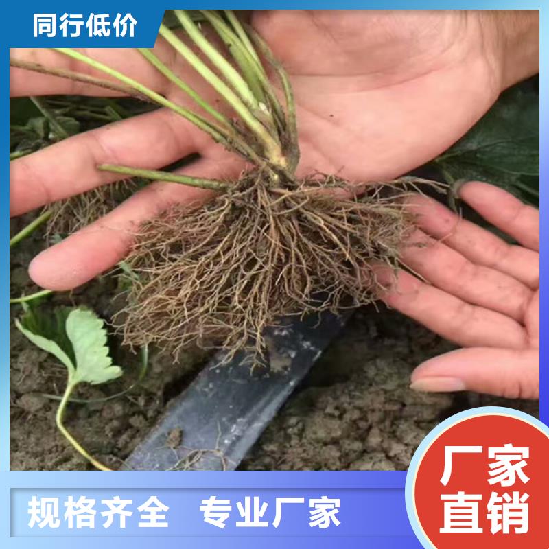 草莓苗桃树苗基地厂家品控严格