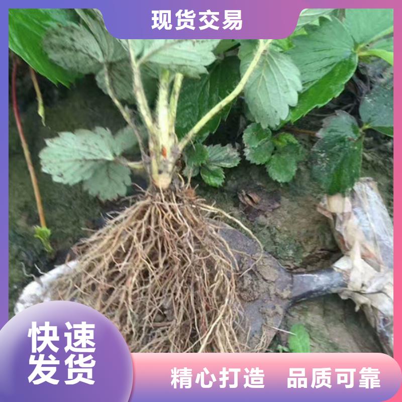 【草莓苗】天仙醉草莓苗买的放心