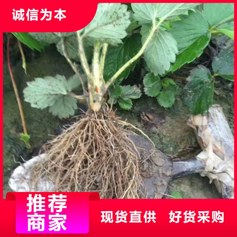 草莓苗梨树苗基地现货充足量大优惠