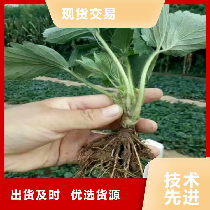 草莓苗_大棚草莓苗源头厂家量大价优