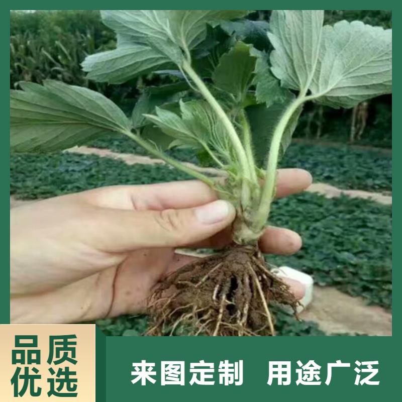 草莓苗梨树苗基地厂诚信经营