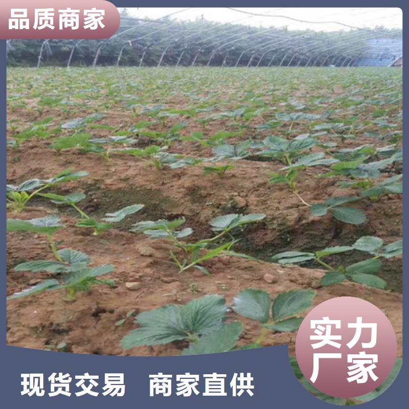 草莓苗-草莓苗价格严格把关质量放心