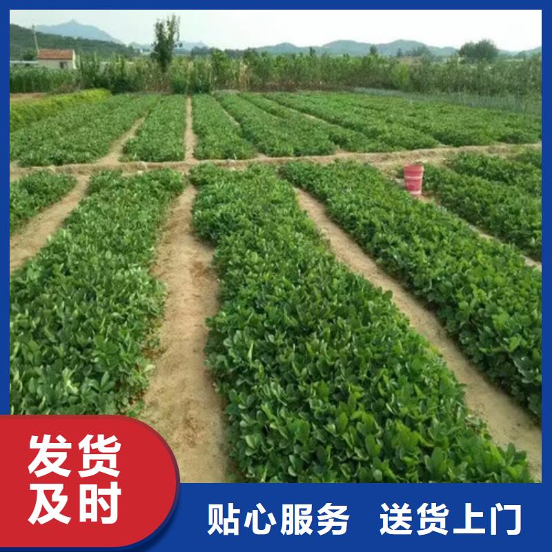 草莓苗桃树苗支持大批量采购