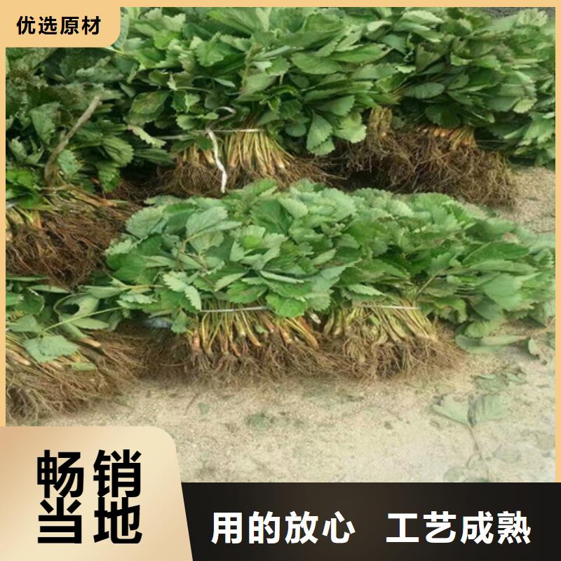 草莓苗-梨树苗高标准高品质