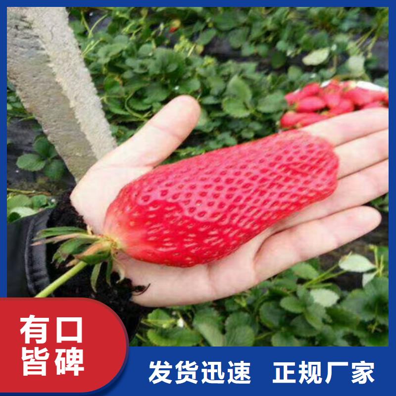 【草莓苗苹果苗的简单介绍】