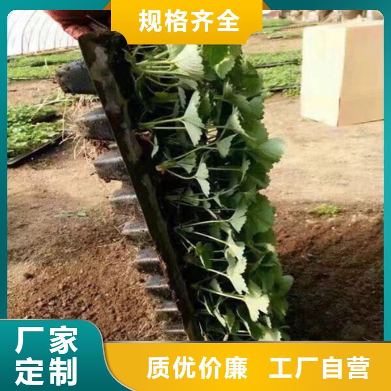 草莓苗-大棚草莓苗质量看得见