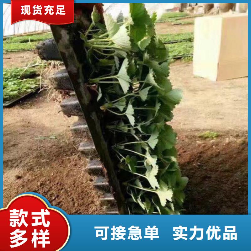 草莓苗,苹果苗质检合格发货