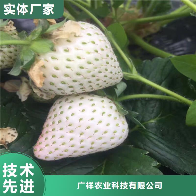 草莓苗果树苗优良工艺