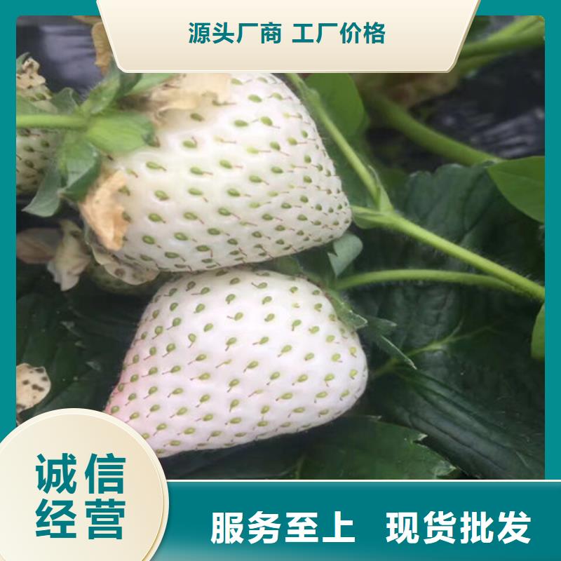 草莓苗大棚草莓苗准时交付