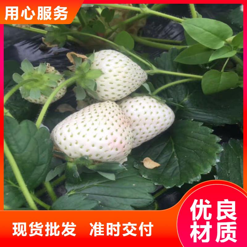 草莓苗葡萄苗量大从优