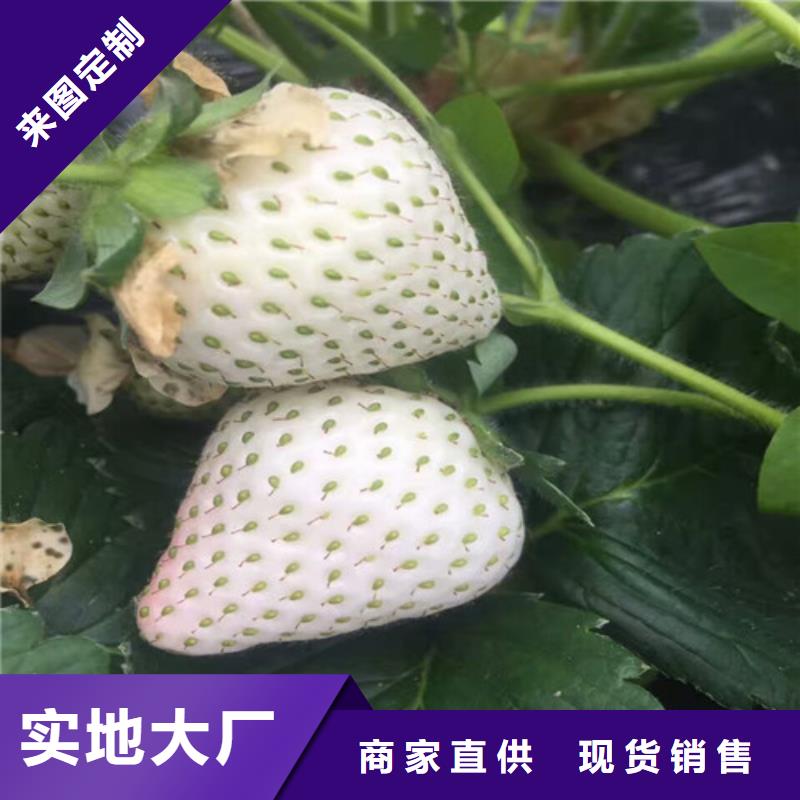 【草莓苗】果树苗批发基地质量上乘