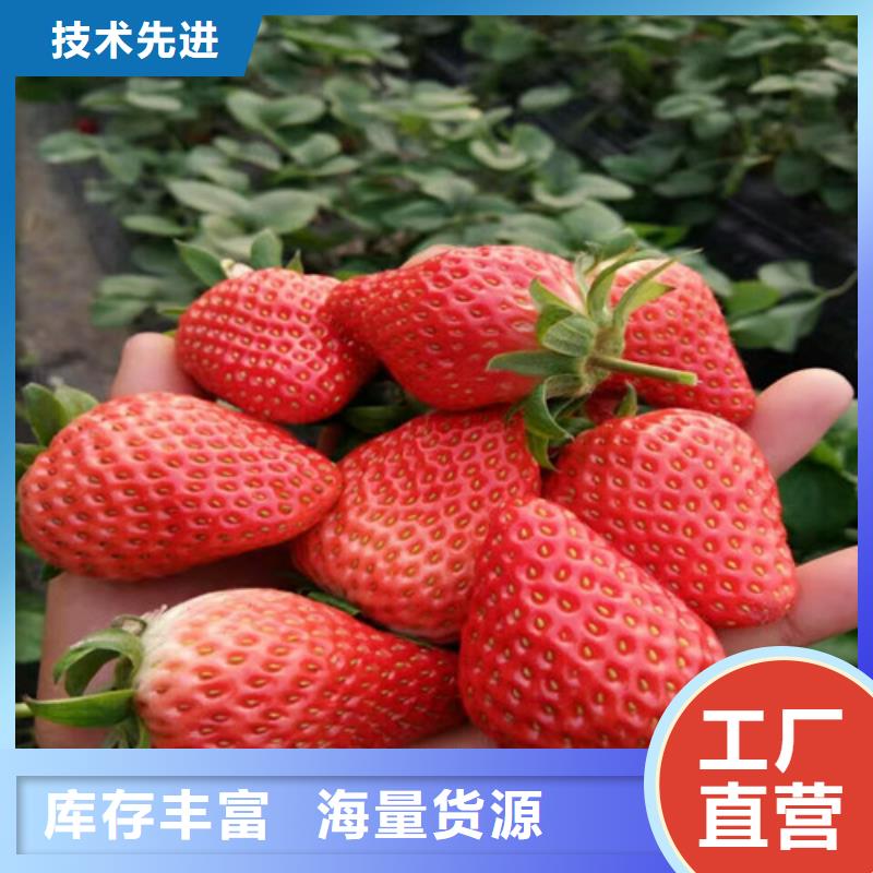 草莓苗_大棚草莓苗源头厂家量大价优