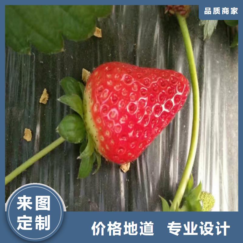 【草莓苗】草莓苗价格海量库存