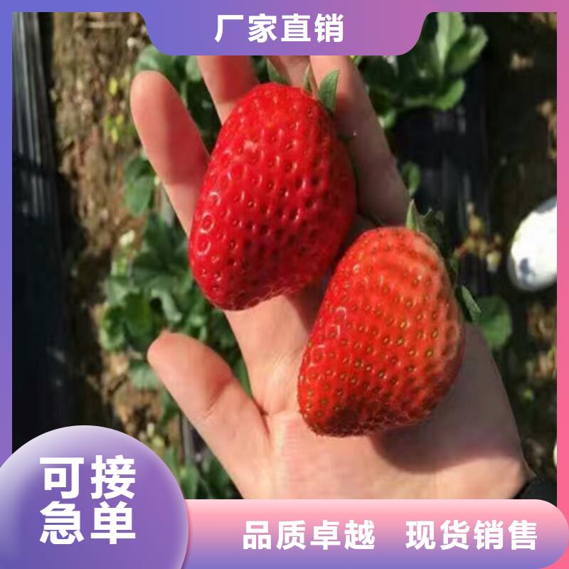 【草莓苗,草莓苗价格质量不佳尽管来找我】