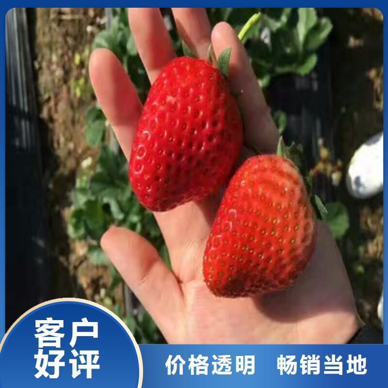 草莓苗草莓苗价格好产品价格低