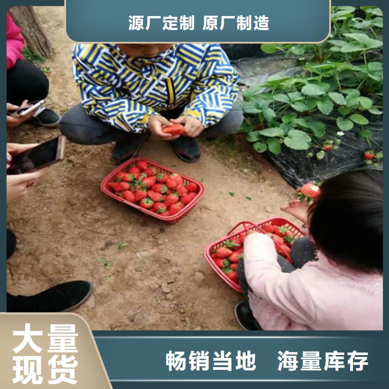 草莓苗果树苗批发基地做工精细