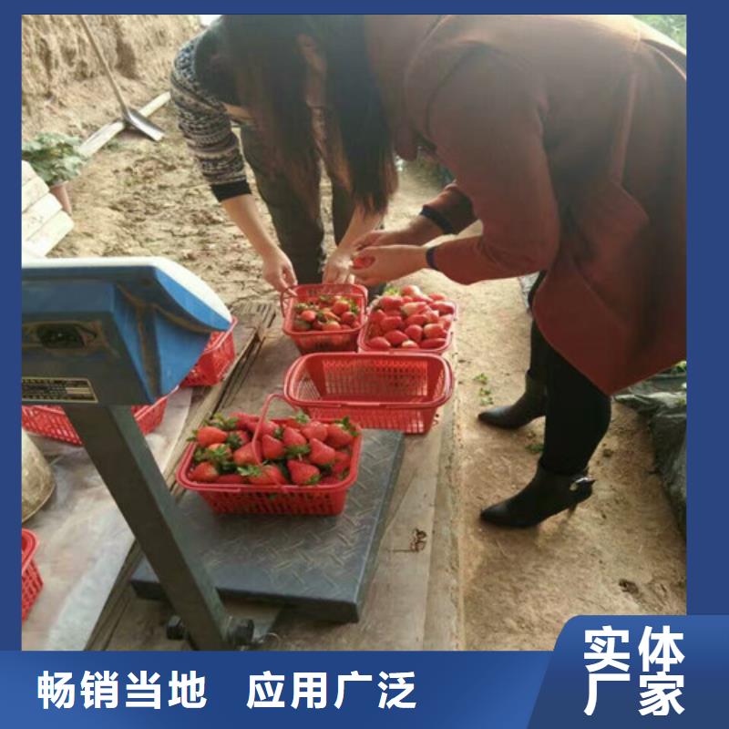 草莓苗果树苗批发基地技术先进