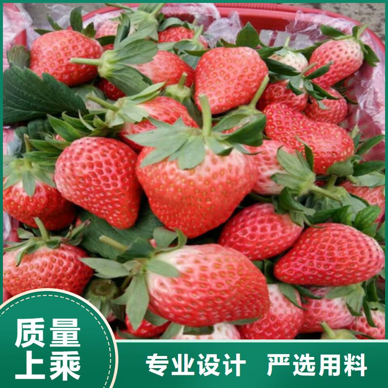 【草莓苗油桃树苗专业供货品质管控】