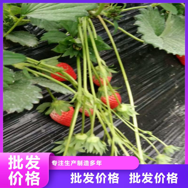 草莓苗 蜂糖李子树苗48小时发货