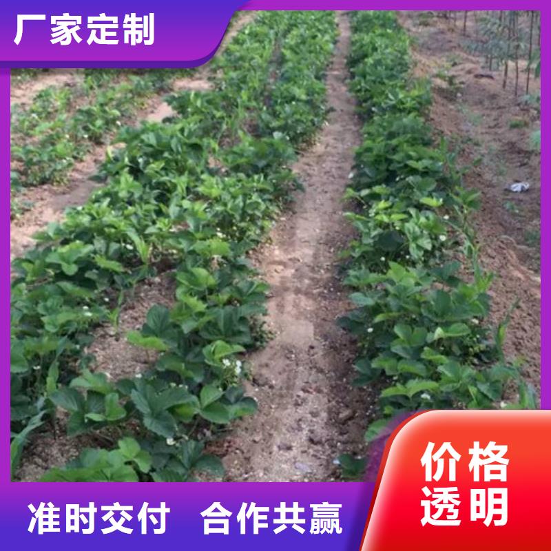 【草莓苗】草莓苗价格丰富的行业经验