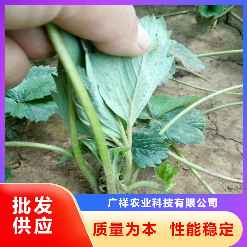 草莓苗板栗苗用心做好每一件产品